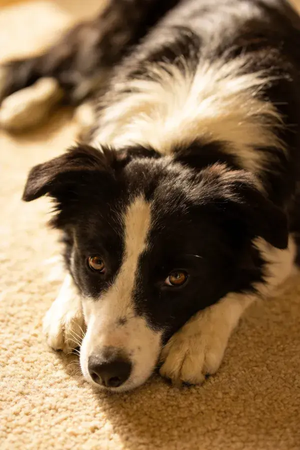 室内地毯上休息的边境牧羊犬