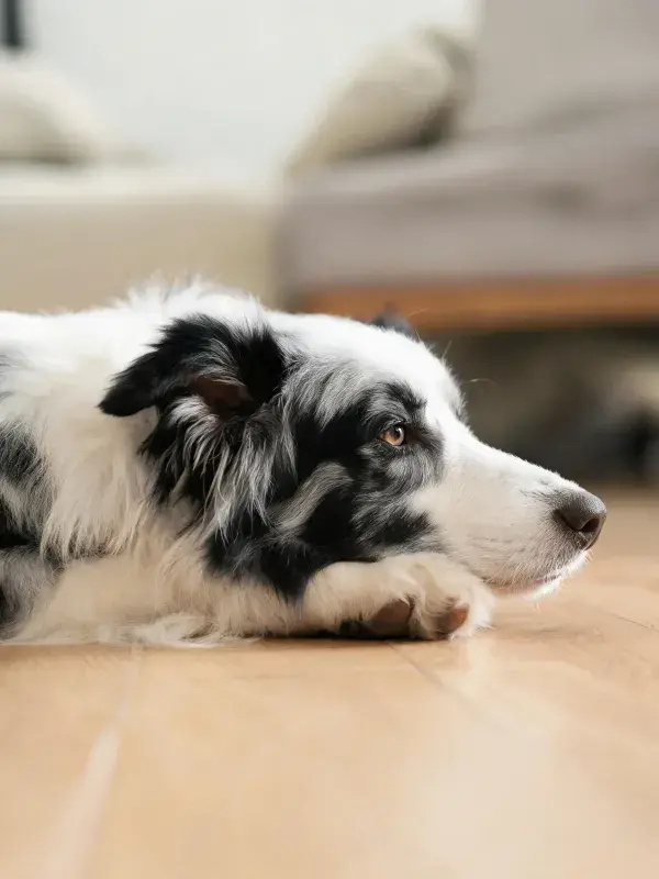 边境牧羊犬安静趴卧室内场景