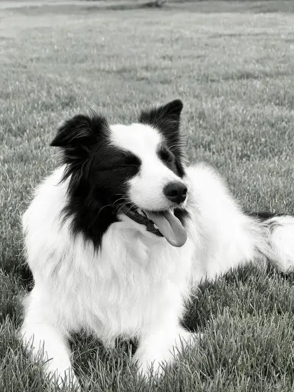 黑白边境牧羊犬在草地上的特写