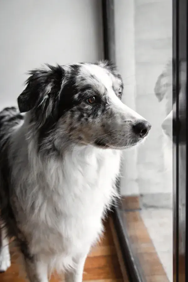 窗边站立的黑白边境牧羊犬