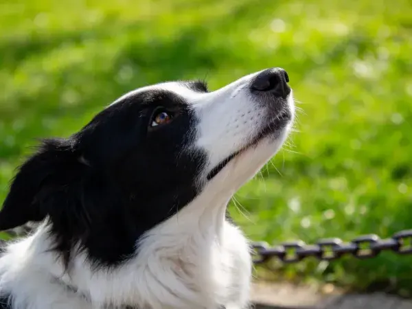 边境牧羊犬头部特写聚焦面部纹理