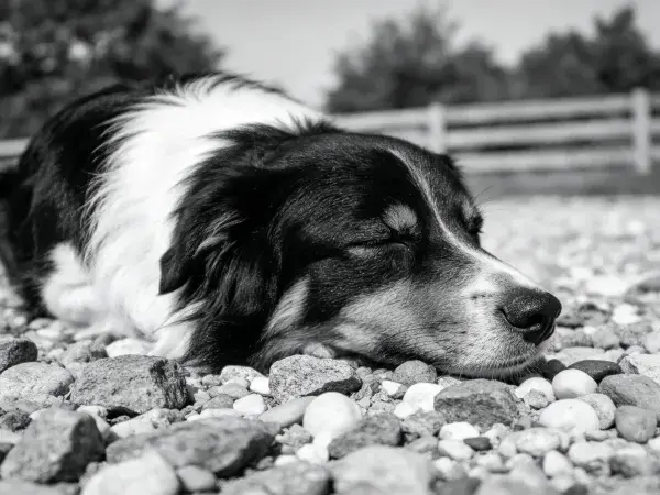 黑白边境牧羊犬在鹅卵石上休息