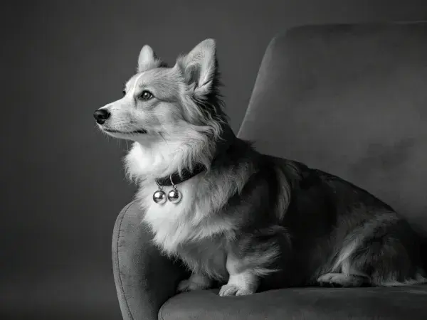 卡迪根威尔士柯基犬静坐凝望的姿态