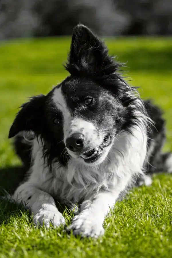 黑白边境牧羊犬草地特写