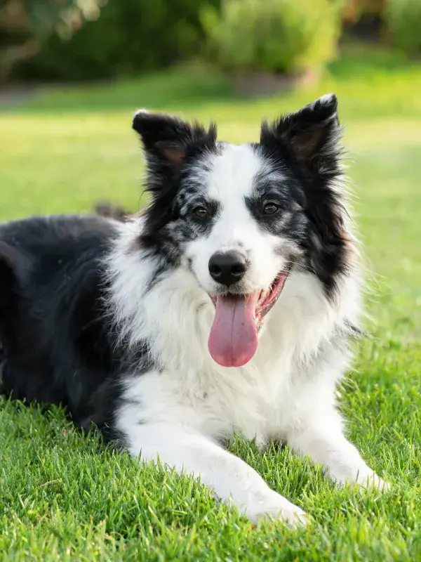 绿草地上的黑白边境牧羊犬
