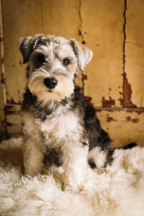风化木墙前的雪纳瑞幼犬