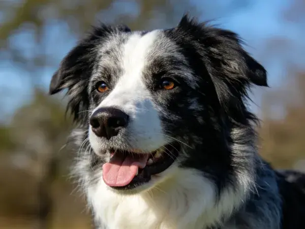 户外特写一只黑白边境牧羊犬