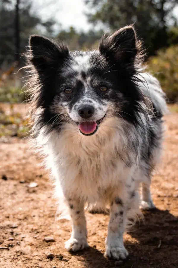 阳光明亮处黑白边境牧羊犬特写