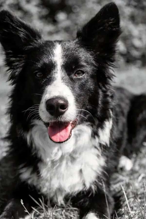 草地上的黑白边境牧羊犬特写