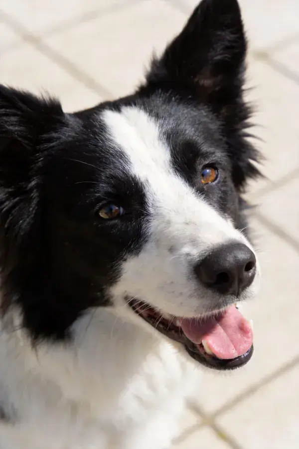 近距离拍摄的黑白边境牧羊犬