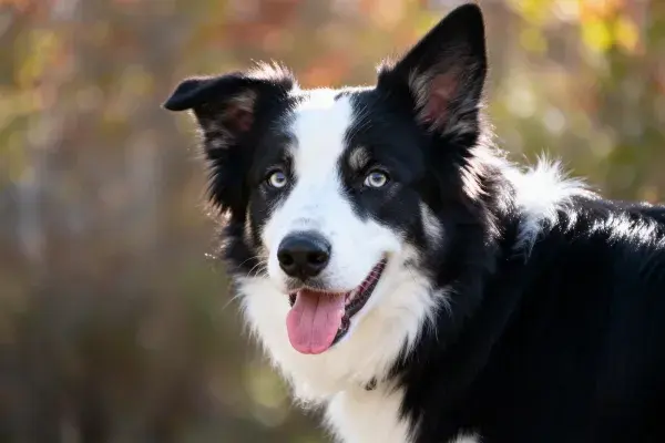 户外环境中的黑白边境牧羊犬特写