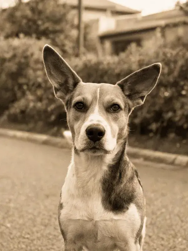 边境牧羊犬在街道旁的特写
