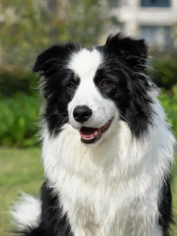 户外草地上的黑白边境牧羊犬坐姿特写
