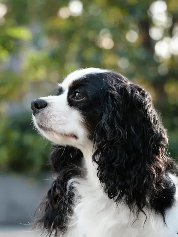 阳光下可卡犬的侧面特写