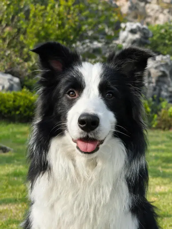 黑白毛色边境牧羊犬的花园特写