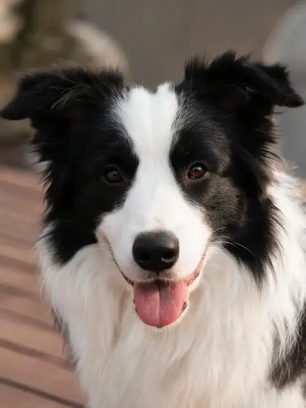 黑白毛色边境牧羊犬面部特写