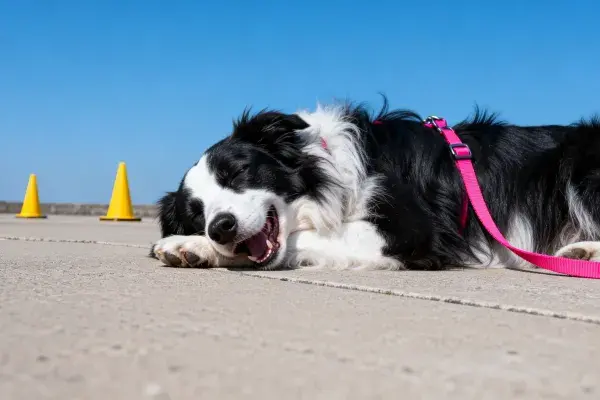 边境牧羊犬躺卧在户外地面的特写镜头