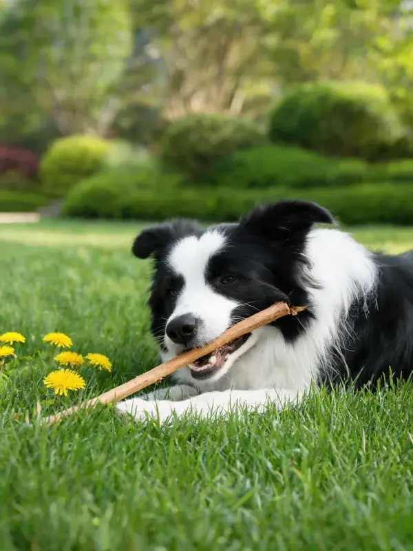 阳光下草地里黑白边境牧羊犬玩木棍特写