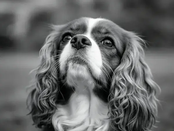黑白特写拍摄王查理王小猎犬瞬间