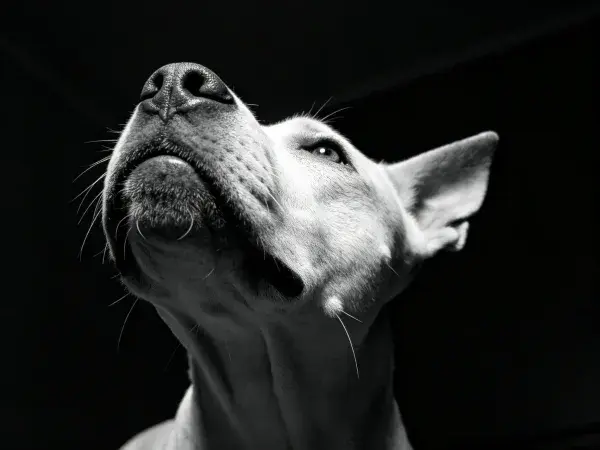 牛头梗犬抬头凝视特写