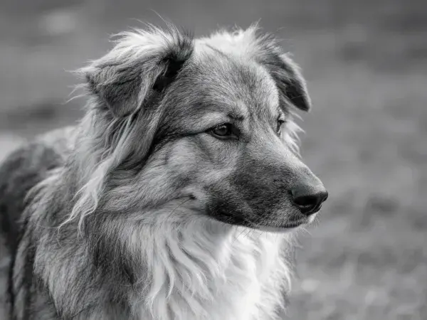 户外草地中的边境牧羊犬混种犬