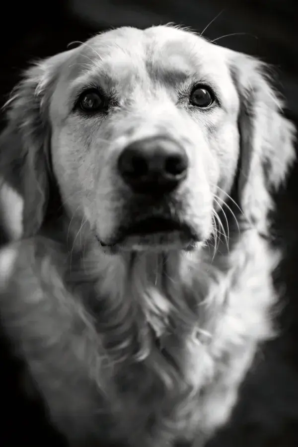 金毛寻回犬面部特写黑白照片