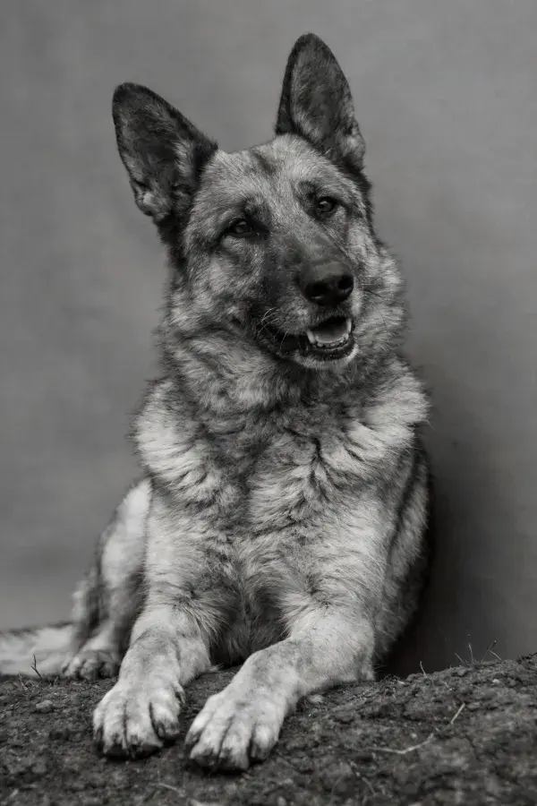 简洁背景中坐姿的德国牧羊犬