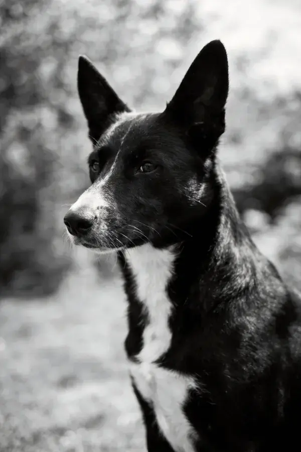 黑白相间的边境牧羊犬于户外场景