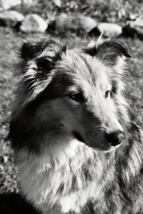 谢德兰牧羊犬静态凝视场景