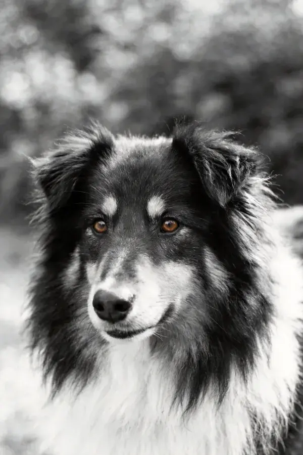 谢德兰牧羊犬眼部特写于环境
