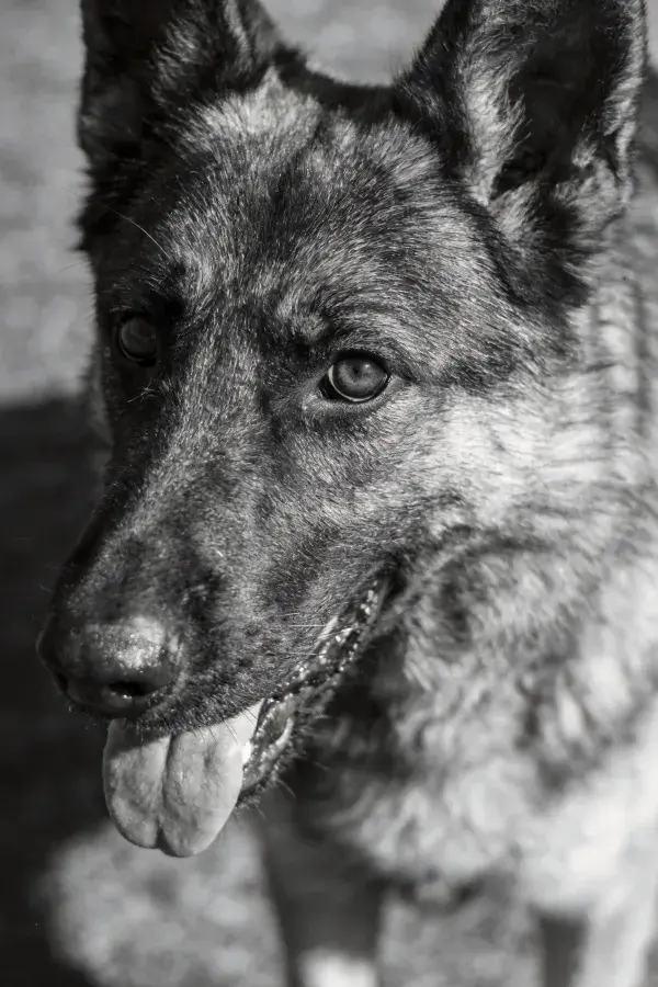 黑白特写的德国牧羊犬形象