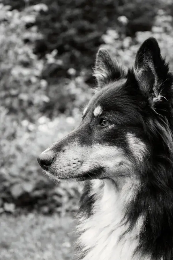 阴影中黑白相间的谢德兰牧羊犬侧脸特写