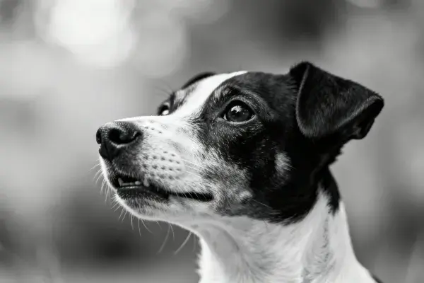 黑白特写中的杰克罗素梗犬