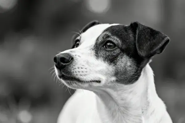 户外光影中的黑白杰克罗素梗犬