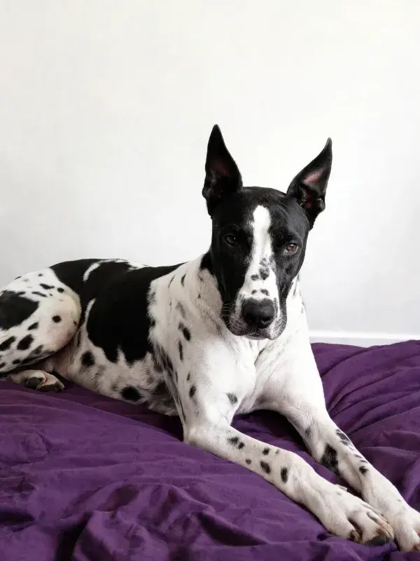 斑点大丹犬卧于紫色软垫