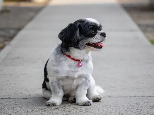 小型长毛犬于水泥小径休憩场景