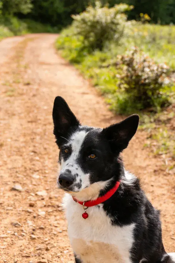 阳光土路旁的白色边境牧羊犬