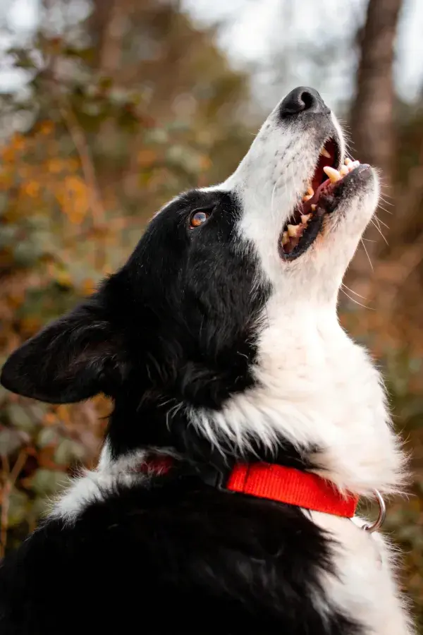 黑白边境牧羊犬仰望瞬间