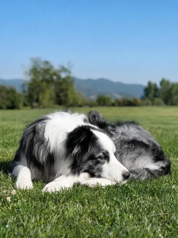 开阔草地上黑白边境牧羊犬的休憩场景