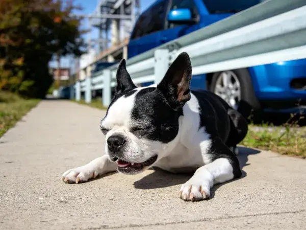 路边步道旁的波士顿梗犬休憩图