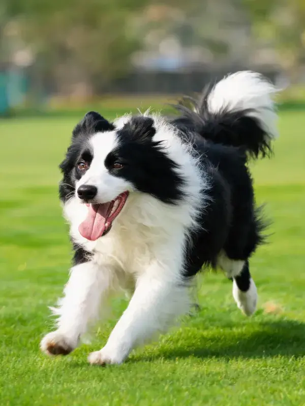 边境牧羊犬在草地奔跑特写