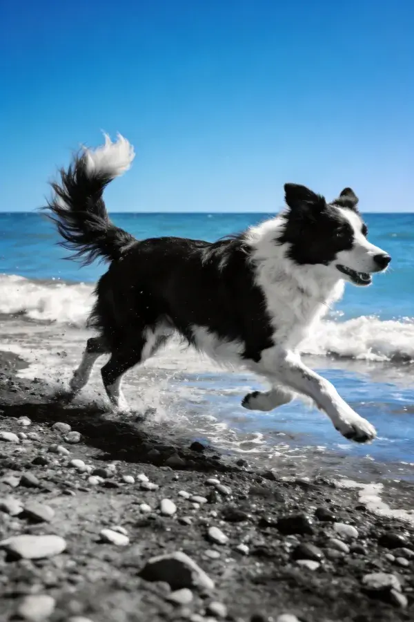 边境牧羊犬在海滩浅水中奔跑