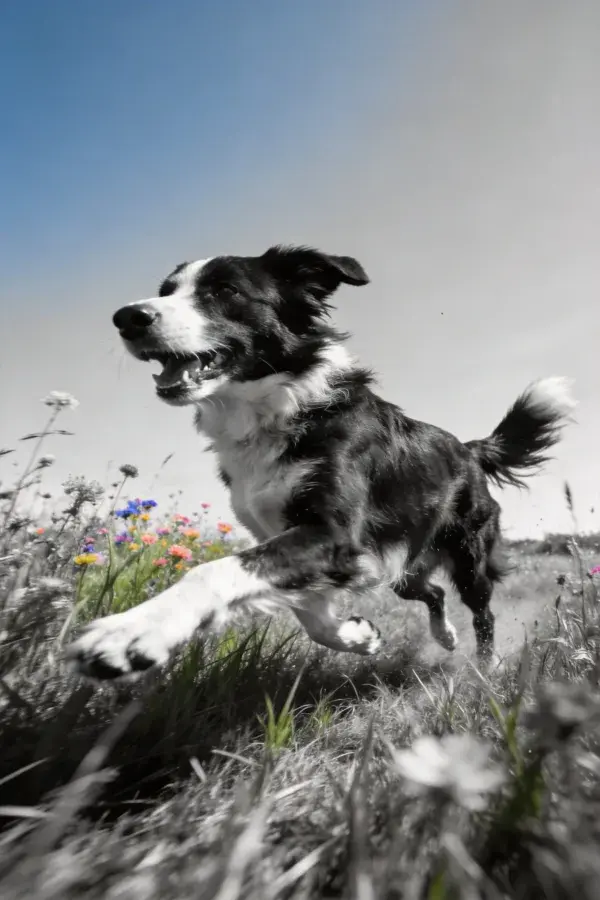 边境牧羊犬奔跑于花草草地