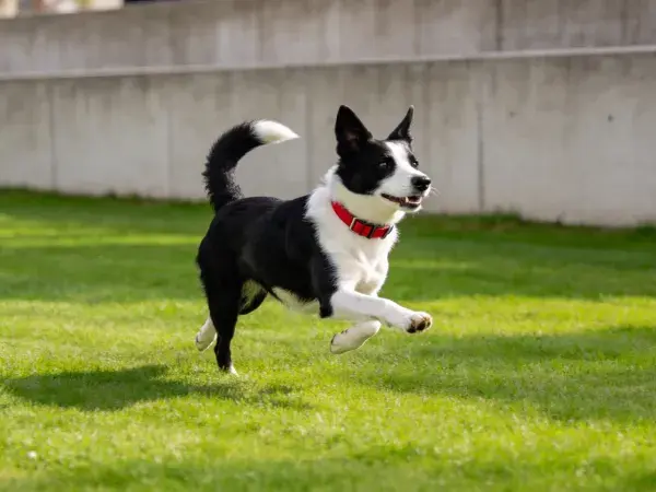 边境牧羊犬奔跑于绿色草坪场景