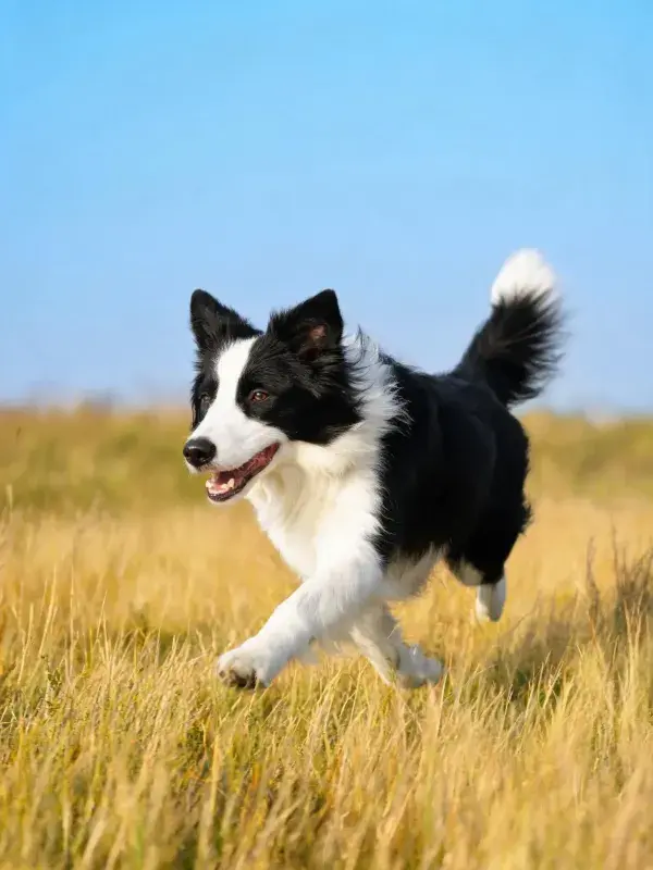 金色草地上黑白边境牧羊犬奔跑场景