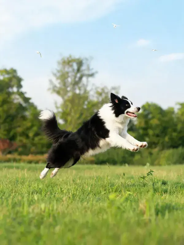 开阔草地上黑白边境牧羊犬跳跃场景