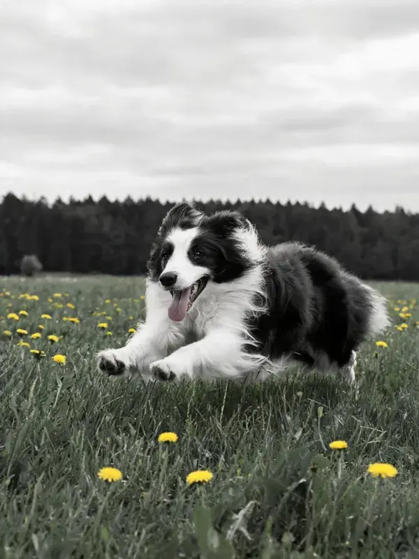 草地黄花间黑白边境牧羊犬奔跑场景