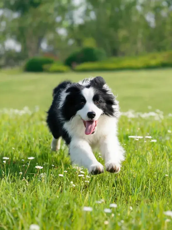 边境牧羊犬在草地奔跑瞬间