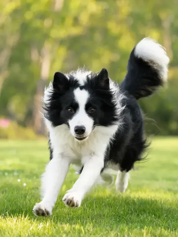 阳光草地上的黑白边境牧羊犬奔跑场景