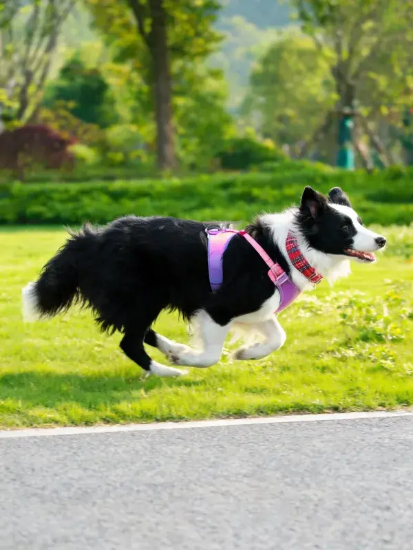 草地公园中黑白边境牧羊犬奔跑场景